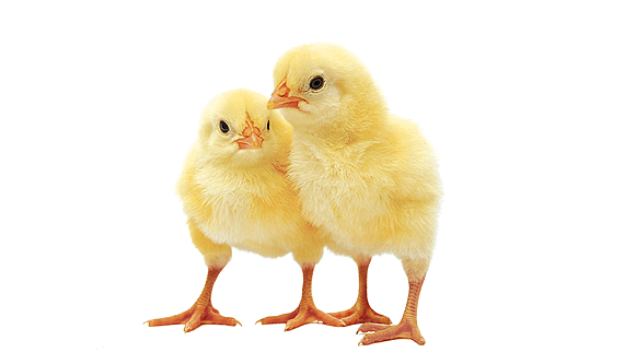 Day-Old Chicks