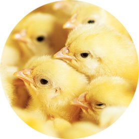 Day-Old Chicks