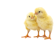 Broiler Day-Old Chicks
