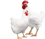 Cobb 500 Broiler Parent Stock