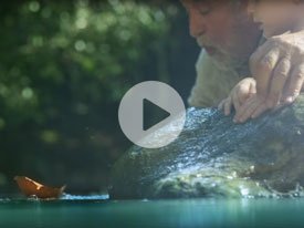 K&N's - All natural, safe and healthy chicken, raised on a well-balanced, vegetarian diet.